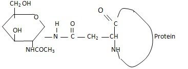 Attachment of mannan to protein